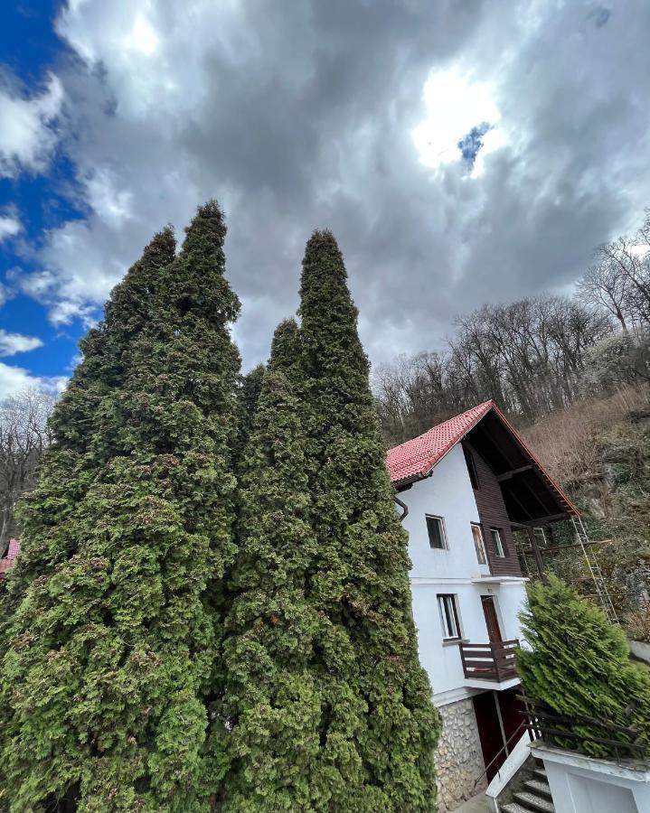 Timi Residence Braşov Exterior foto